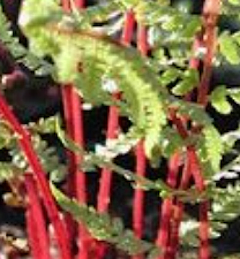 athyrium lady in red v.9