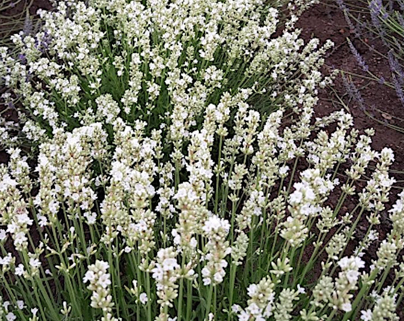 lavanda angustifolia artic snow vaso 17/18