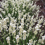 lavanda angustifolia artic snow vaso 17/18