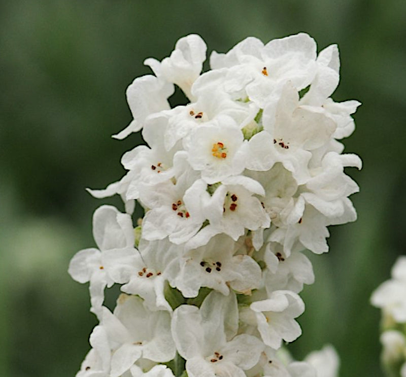 lavanda angustifolia artic snow vaso 17/18
