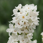 lavanda angustifolia artic snow vaso 17/18