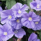 Convolvulus Sabatius mauritanum vaso 10