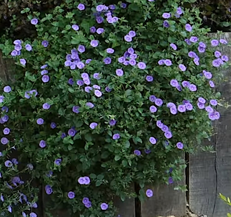 Convolvulus Sabatius mauritanum vaso 10