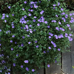Convolvulus Sabatius mauritanum vaso 10