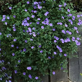 Convolvulus Sabatius mauritanum vaso 10