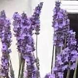 Lavanda Intermedia Sensational vaso 17/18