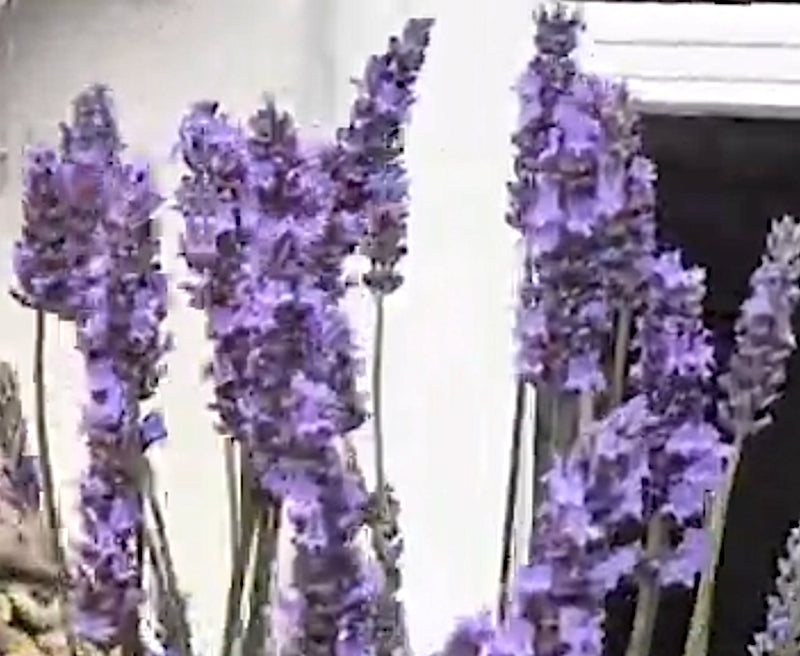 Lavanda Intermedia Sensational vaso 17/18