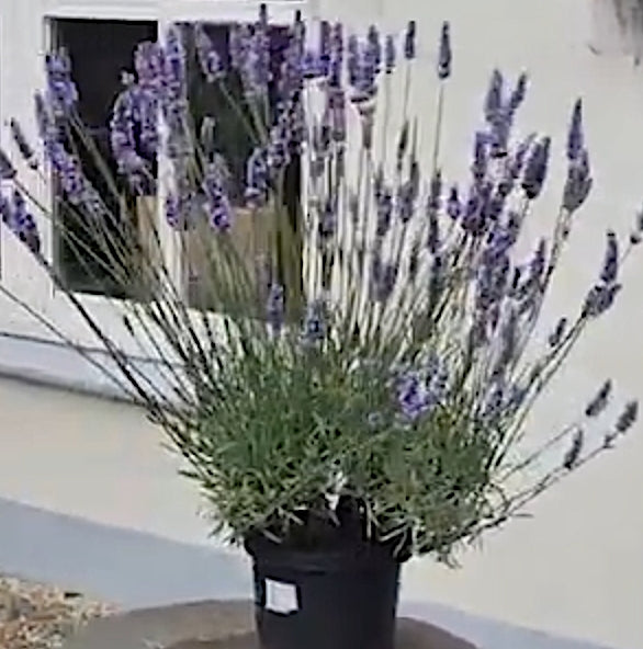 Lavanda Intermedia Sensational vaso 17/18