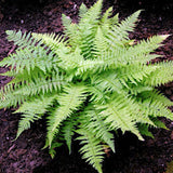 Athyrium filix-femina Rotstiel - Felce femmina v.9