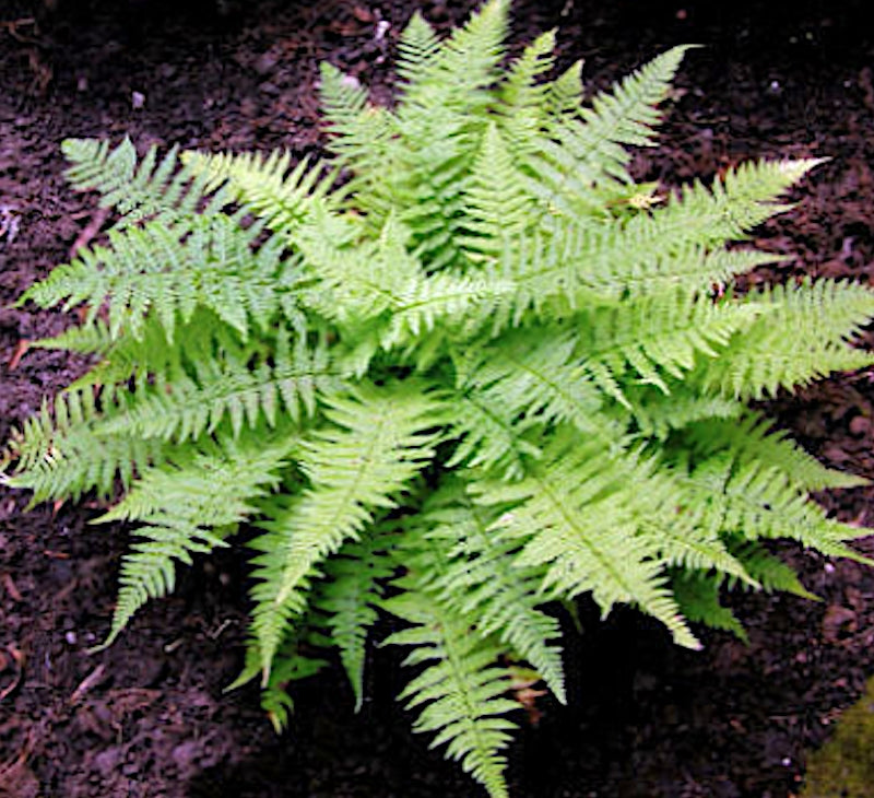 Athyrium filix-femina Rotstiel - Felce femmina v.9