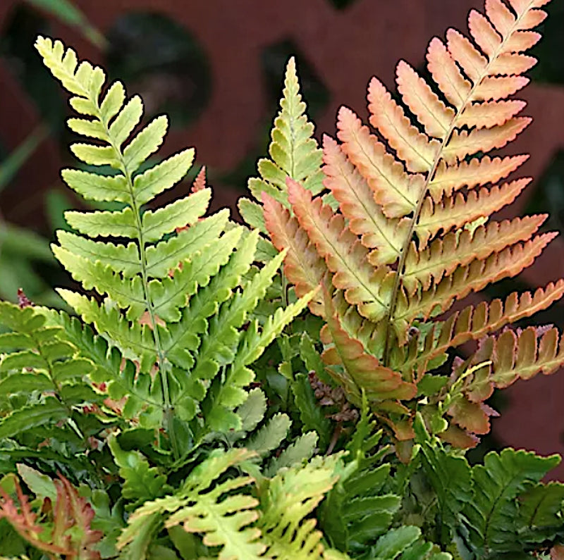dryopteris erythrosora v.9