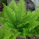 Matteuccia struthiopteris v.9