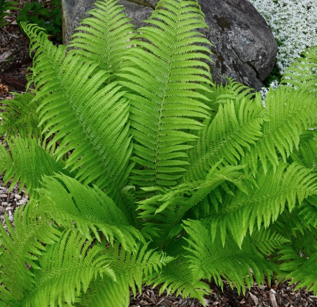 Matteuccia struthiopteris v.9