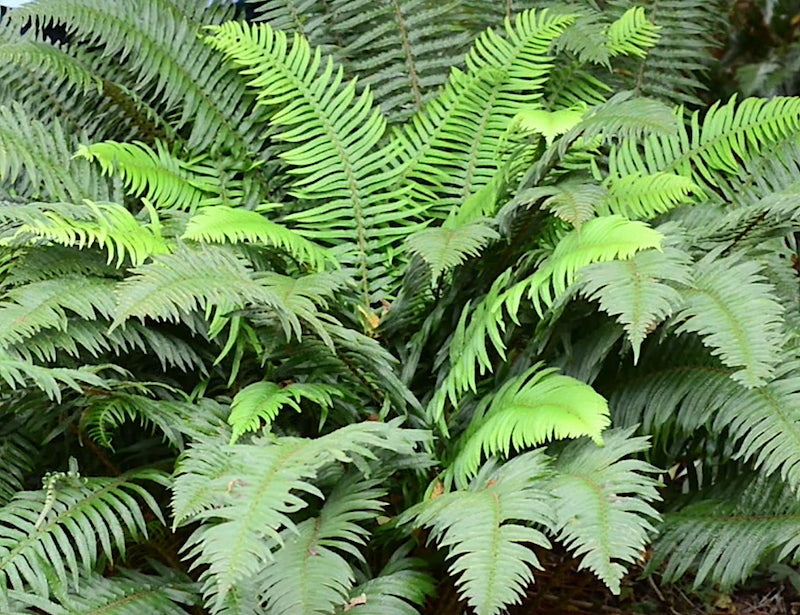 Polystichum munitum v. 9