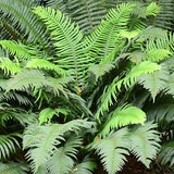 Polystichum munitum v. 9
