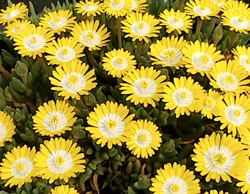 Delosperma Jewel of Desert 'Peridot'
