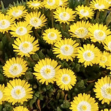 Delosperma Jewel of Desert 'Peridot'