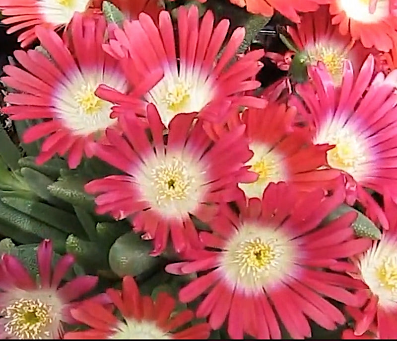 Delosperma red Mountain v.9