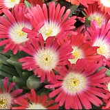 Delosperma red Mountain v.9