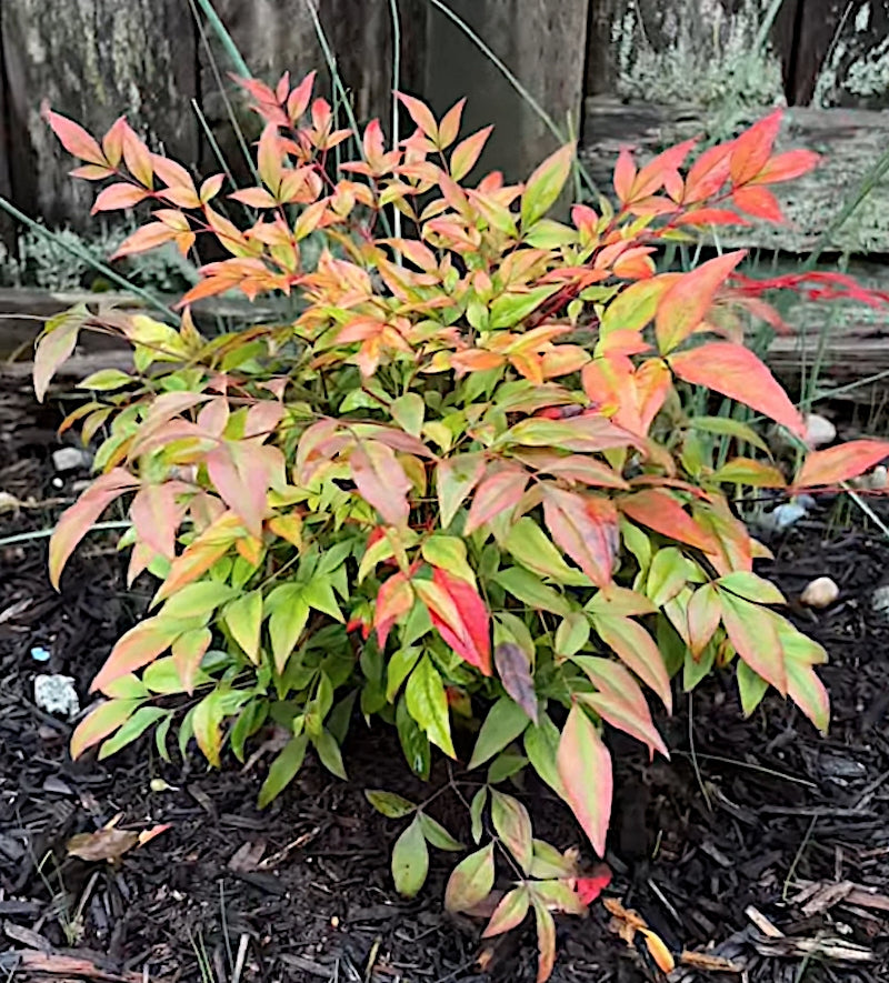 Nandina domestica Gulf Stream vaso 18