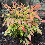 Nandina domestica Gulf Stream vaso 18