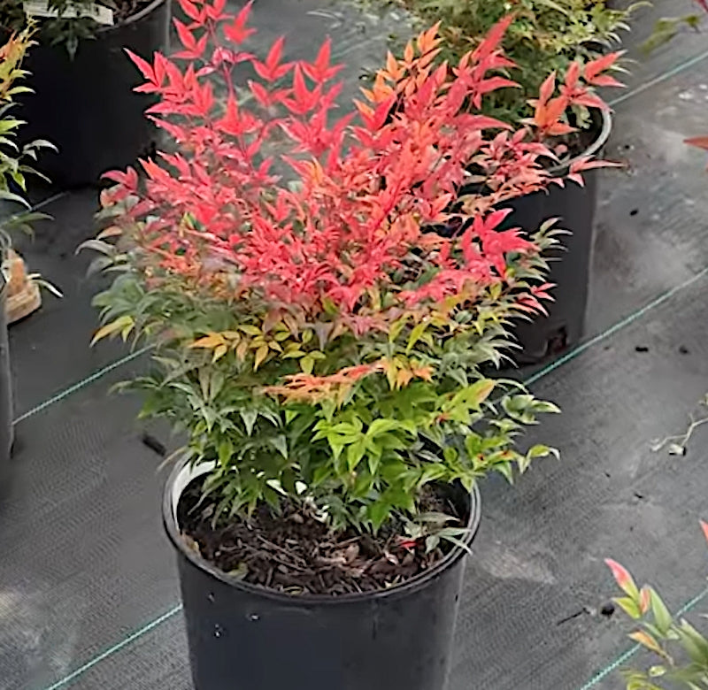 Nandina domestica Gulf Stream vaso 18