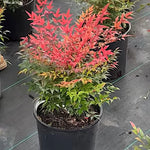 Nandina domestica Gulf Stream vaso 18