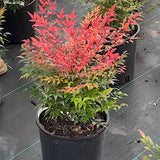 Nandina domestica Gulf Stream vaso 18