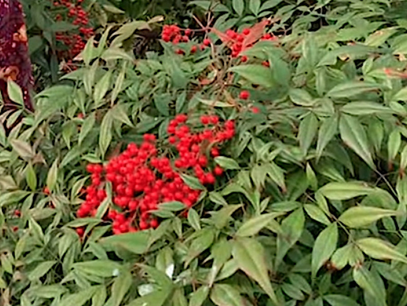 Nandina Domestica vaso 14