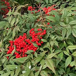Nandina Domestica vaso 14