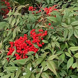 Nandina Domestica vaso 14