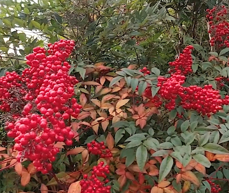 Nandina Domestica vaso 14