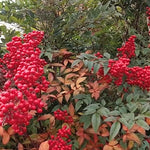 Nandina Domestica vaso 14