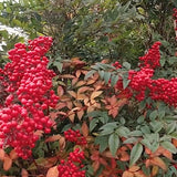 Nandina Domestica vaso 14