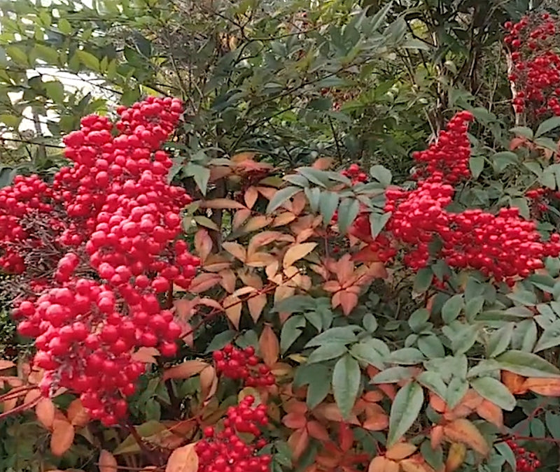 Nandina Domestica vaso 14