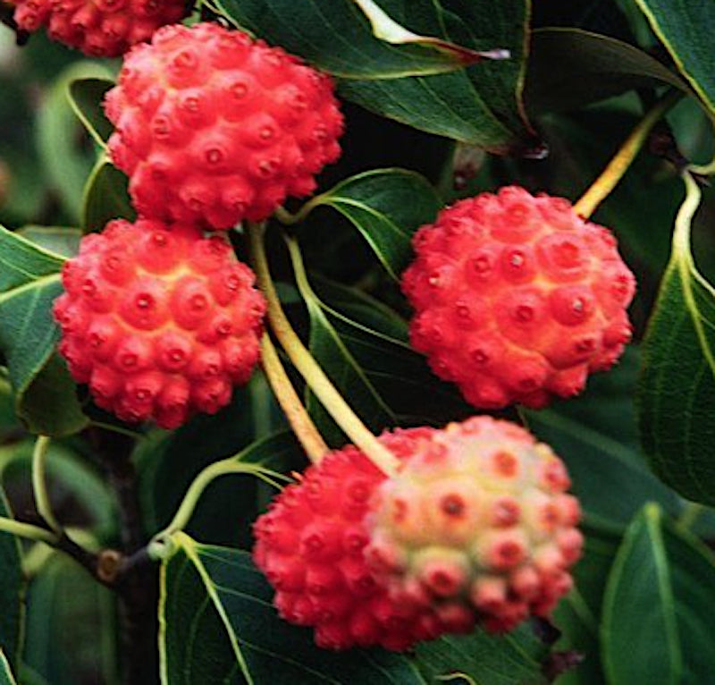 Cornus Kousa China Girl  cm. 120