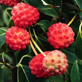 Cornus Kousa China Girl  cm. 120