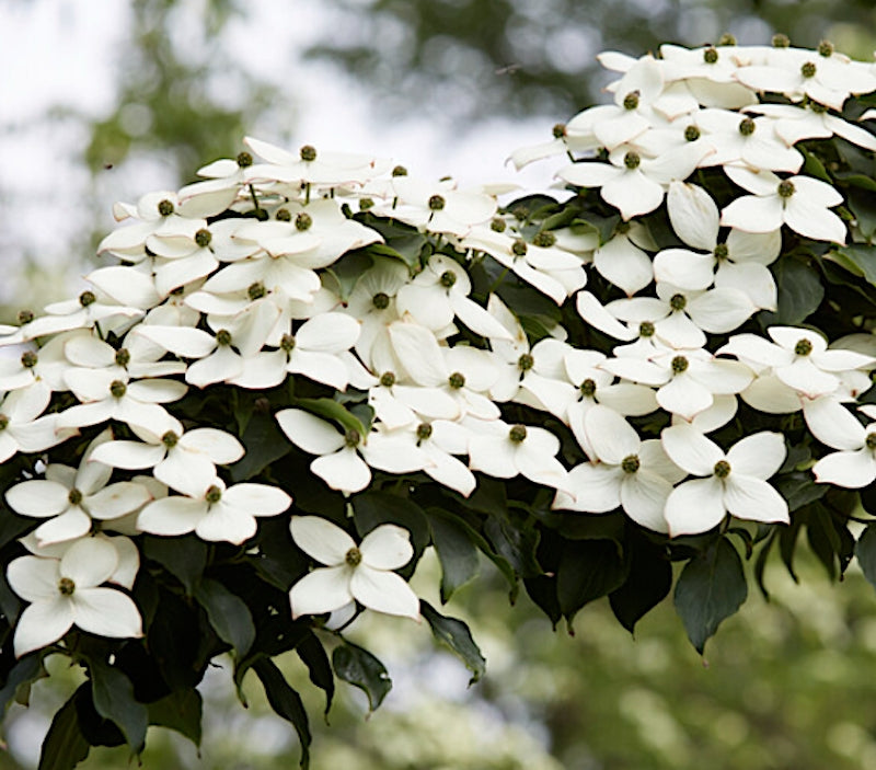 Cornus Kousa China Girl  cm. 120