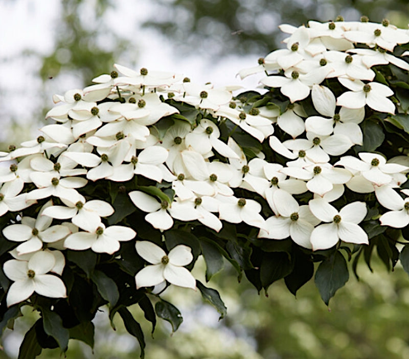 Cornus Kousa China Girl  cm. 120
