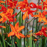 Crocosmia Babylon