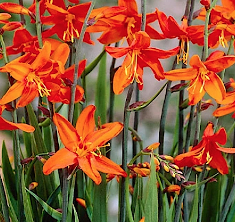 Crocosmia Babylon