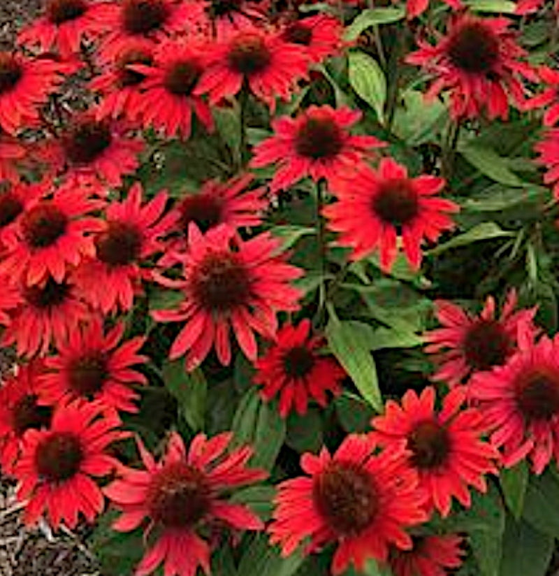 Echinacea sombrero Sangrita v 14/15