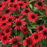 Echinacea sombrero Sangrita v 14/15