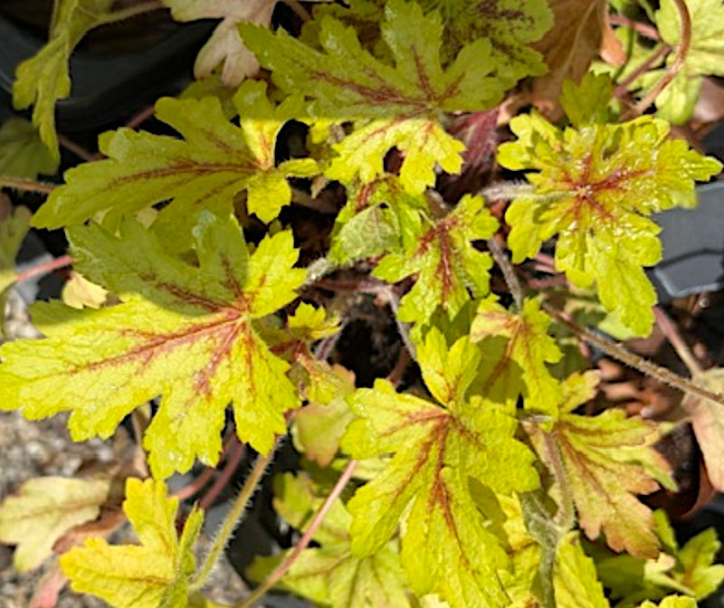 Eucherella Alabama v. 14