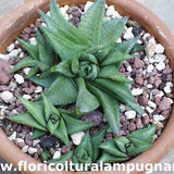 Haworthia Limifolia Keithii