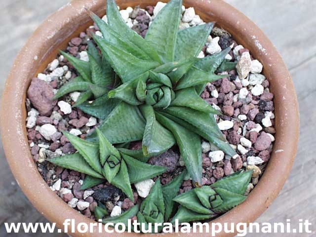 Haworthia Limifolia Keithii