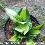 Hosta Whirlwind