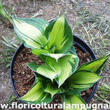 Hosta Whirlwind