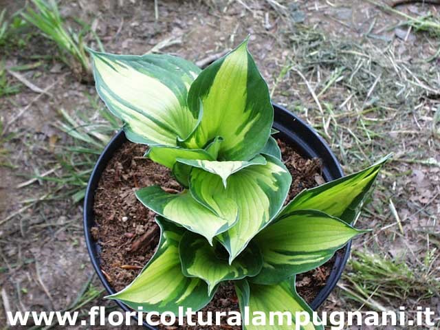 Hosta Whirlwind