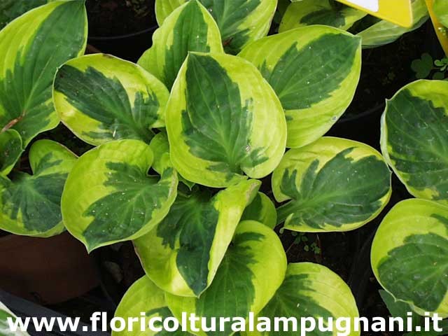 Hosta Brim cup
